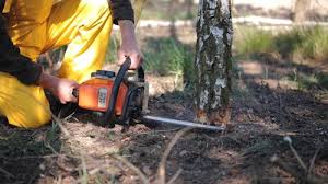 Why Choose Our Tree Removal Services in Sterling, GA?