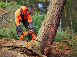 Best Tree Preservation Services  in Sterling, GA