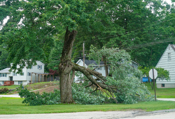 Best Tree Disease Treatment  in Sterling, GA