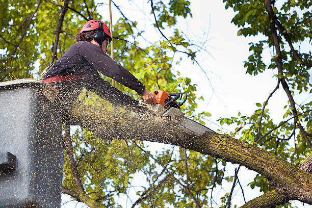 Best Storm Damage Tree Cleanup  in Sterling, GA